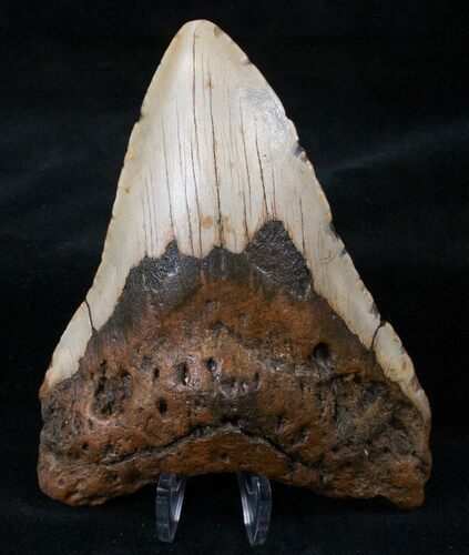 Bargain Megalodon Tooth - North Carolina #13832